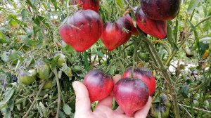 300 сортов томатов сразу на одном участке.