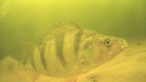 ПОЛИГОН ПЕРВОМАЙСКИЙ. ОКУНЬ В НАЛИЧИИ, А ГДЕ СУДАКИ ..