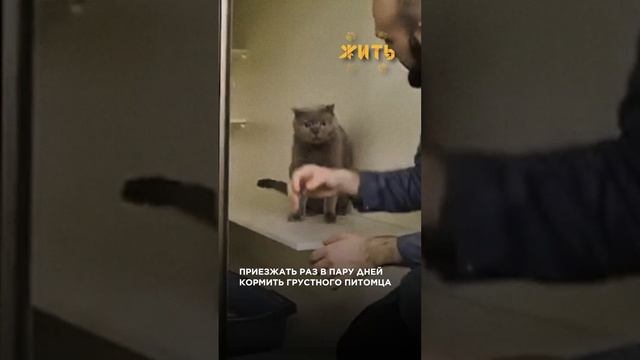 КОШАЧИЙ ОТЕЛЬ