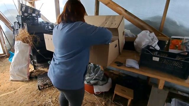Питомник растений в условиях Сахалина  Распаковка гортензий