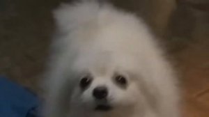 Собака гавкает (remix)