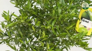 Микроцитрус "Папуана" - обзор от Елены Степановой | Цитрус Микс