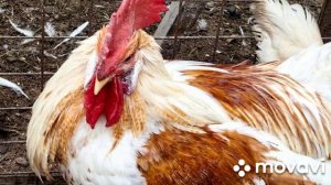 MovaviClips_Video_20241210-201110.mp4