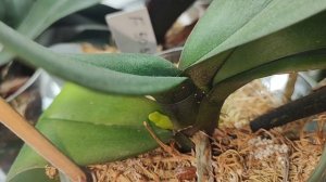 #77 ОрхоVLOG странности🤔.Что вылезло?Бабочки Веснушка и Кадиллак после реанимации.Хочу цвести и буд