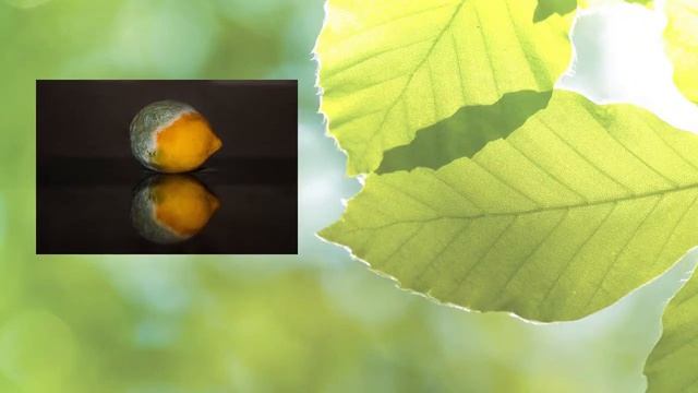 7 Powerful Mental Benefits of Green Juicing смотреть онлайн