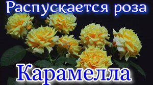 Как распускается роза Карамелла - Caramella (Kordes, 2001)