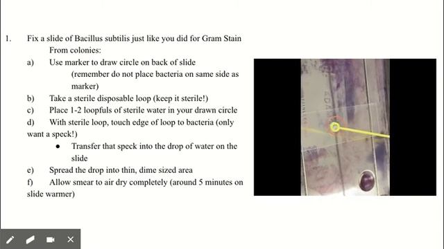 PROTOCOL 12: ENDOSPORE STAINING - Google Slides