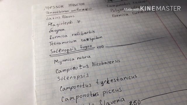 Купить муравьёв в Украине! смотреть онлайн