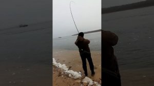 толстолоб в Астрахани