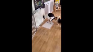 Самые смешные видео за прошедший 2024 год подборка!