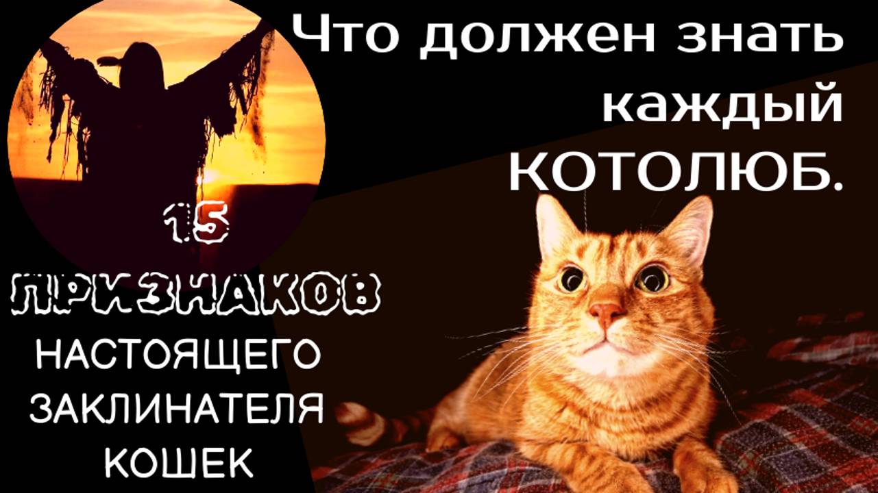 Что должен знать каждый КОТОЛЮБ.15 признаков настоящего заклинателя кошек.
#топыкатегорий