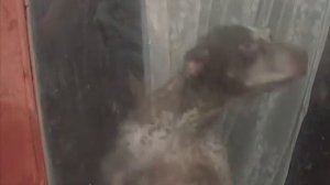 22 дня без пищи и воды