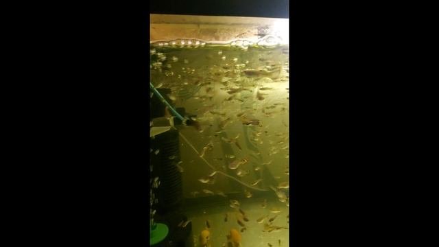 Аквариумные рыбки гупи