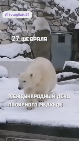 День полярного медведя