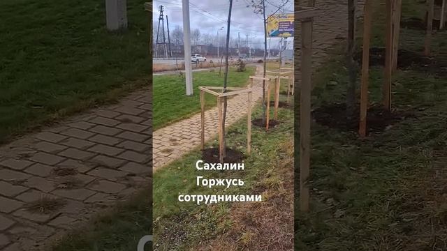 Озеленение Сахалина.