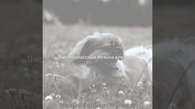 Музыка (Щенки) смотреть онлайн