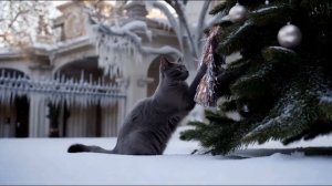 Забавные кошки