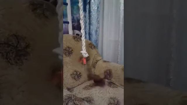 Бельчонок в доме