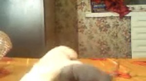 той терьер 2 месяца