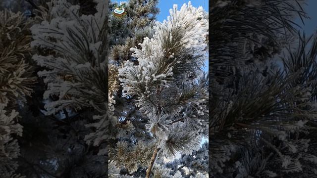 ❄В лесу родилась ёлочка🌲