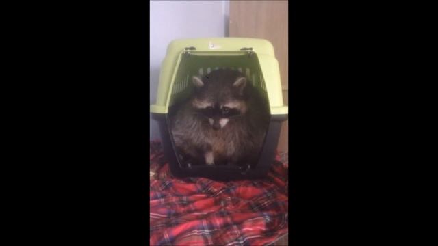 Енот кушает смотреть онлайн