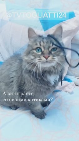 А вы играете со своими котиками?