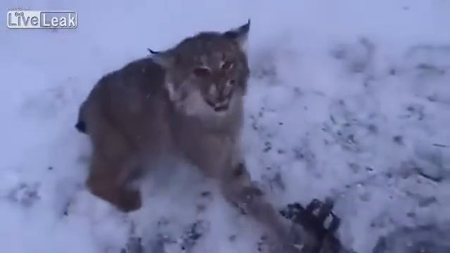 Рысь чуть не поцарапала оператора смотреть онлайн