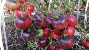 Супер ТОМАТЫ из пасынков! (Часть 1)