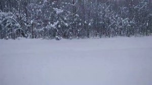 Зимовка пчёл в лесу продолжается