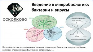 Введение в микробиологию: бактерии и вирусы