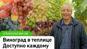 Основы выращивания винограда в теплице #СадовыйЭксперт #СадыМечты