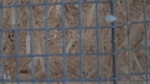 Первый птенец попугаев розелла