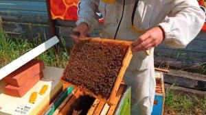 3 часть.Полный цикл развития июньских отводков Бакфаст с молодыми матками и получение мёда в Сибири