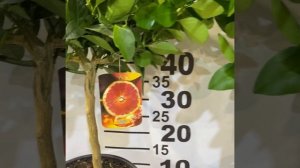 Акция!4500руб, Апельсин красный Моро/Citrus Arancio Moro