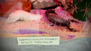 Androctonus Gonneti female.. Pregnant or about to molt??