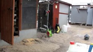 Николаевские голуби Сергея Родионова (борьба с вирусами и бактериями). Волгоград. Часть 12.