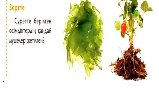 Төмендегі және жоғары сатыдағы өсімдіктер смотреть онлайн