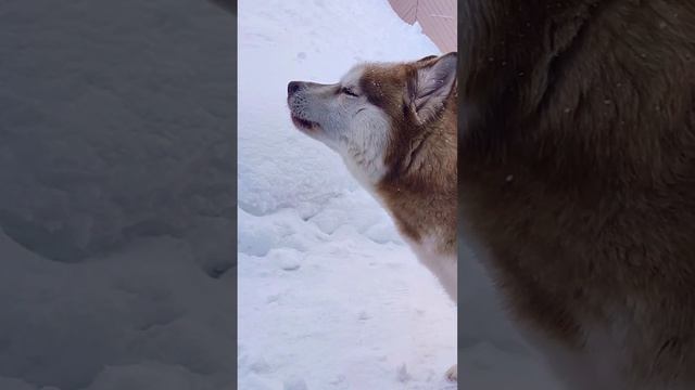 Зов предков #хаска #хаски смотреть онлайн