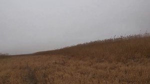 Коллективная охота с гончими