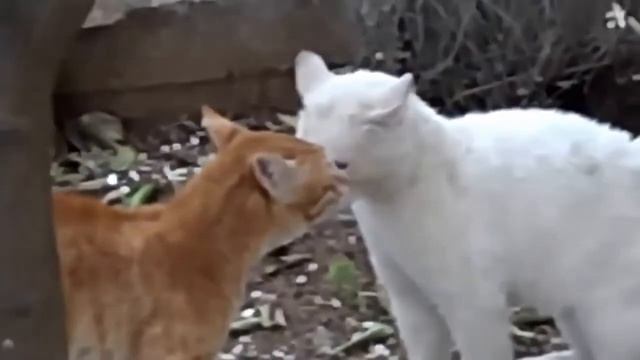 Коты гопники на разборке по фене смотреть онлайн