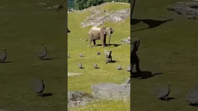 Веселый слоненок #Shorts смотреть онлайн