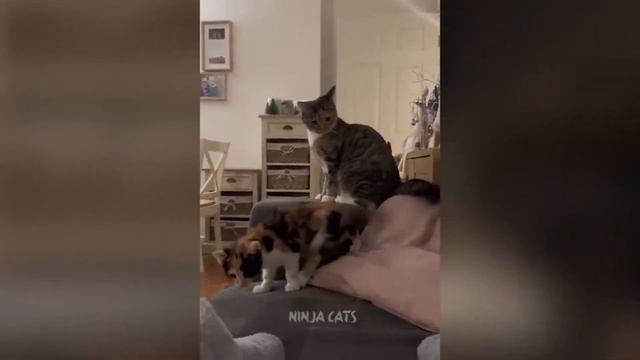 Cats`and`Dogs 🙀😹🙀 - ЛУЧШИЕ ВИДЕО СО СМЕШНЫМИ ЖИВОТНЫМИ 2024 😹🙀 | THE BEST FUNNY ANIMAL VIDEOS 2024 смотреть онлайн