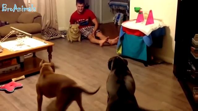 ПРИКОЛЫ С ЖИВОТНЫМИ  FUN WITH ANIMALS 383