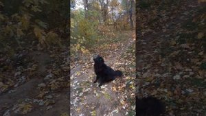 Чернышка пасёт ворону