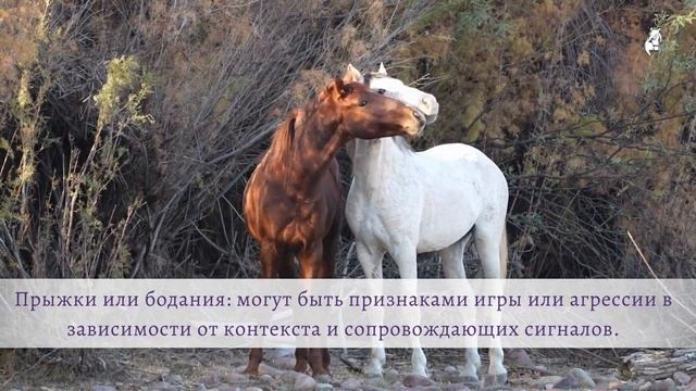 Интерпретация основных жестов лошади смотреть онлайн