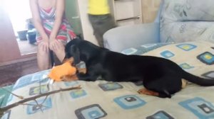 В мою собаку вселился демон