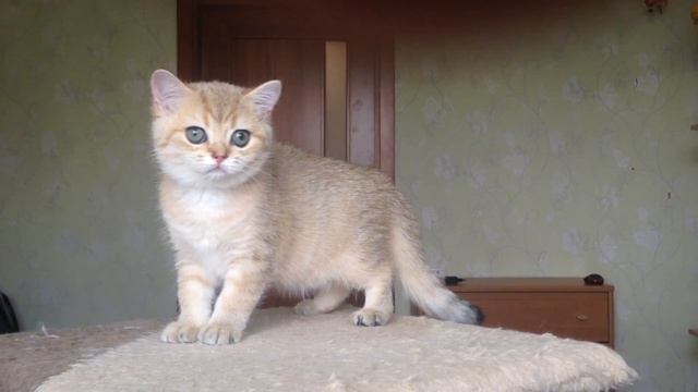 Британские котята,серебристые шиншиллы.