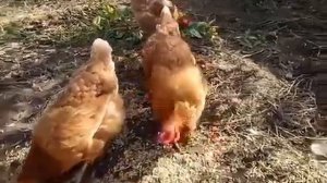 КУРОЧКИ КУШАЮТ ОВЁС