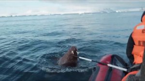 В Арктику (Документальный фильм 2024, трейлер)