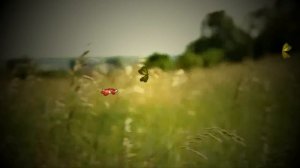 Последняя бабочка лета- Вячеслав Анисимов